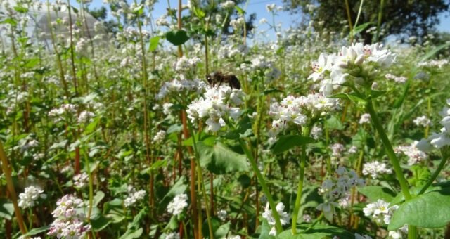 LA JUNTA PUBLICA UNA GUÍA SOBRE EL CULTIVO DE TRIGO SARRACENO, UN PRODUCTO CADA VEZ MÁS DEMANDADO